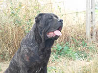 cane corso rustico 